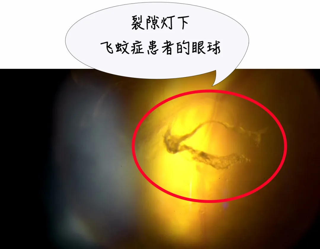 1737425513459324.jpg 3.jpg